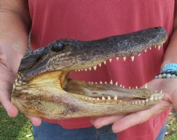 9 inch Taxidermy Alligator Head Souvenir - Buy this one for $24.99