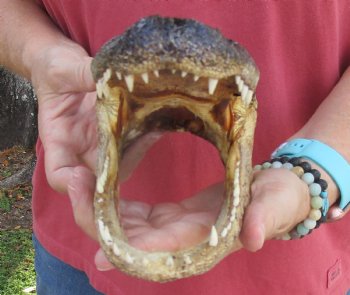 9 inch Taxidermy Alligator Head Souvenir - Buy this one for $24.99