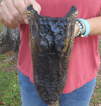 9 inch Taxidermy Alligator Head Souvenir - Buy this one for $24.99