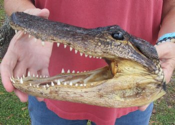 9 inch Taxidermy Alligator Head Souvenir - Buy this one for $24.99