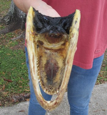 9 inch Taxidermy Alligator Head Souvenir - Buy this one for $24.99