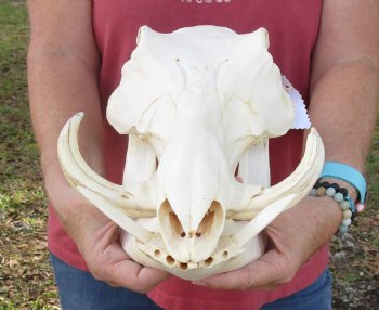 12 inches Authentic African Warthog Skull with 5-3/4 and 6-1/2 inch Tusks - Buy for $114.99