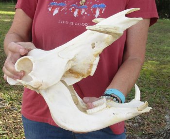 12 inches Authentic African Warthog Skull with 5-3/4 and 6-1/2 inch Tusks - Buy for $114.99