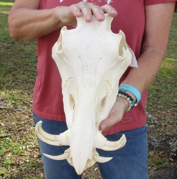 12 inches Authentic African Warthog Skull with 5-3/4 and 6-1/2 inch Tusks - Buy for $114.99