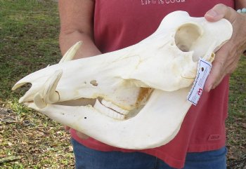 12 inches Authentic African Warthog Skull with 5-3/4 and 6-1/2 inch Tusks - Buy for $114.99
