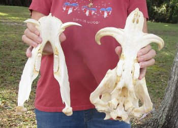 12 inches Authentic African Warthog Skull with 5-3/4 and 6-1/2 inch Tusks - Buy for $114.99