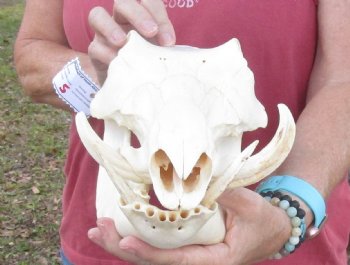 11-1/2 inches Small African Warthog Skull for Sale with 4 and 3-5/8 inches Tusks - You are buying this for $94.99