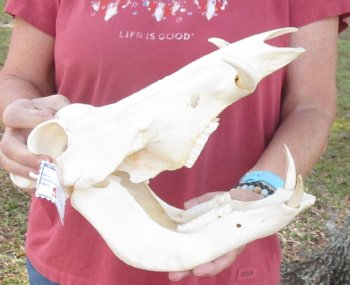 11-1/2 inches Small African Warthog Skull for Sale with 4 and 3-5/8 inches Tusks - You are buying this for $94.99