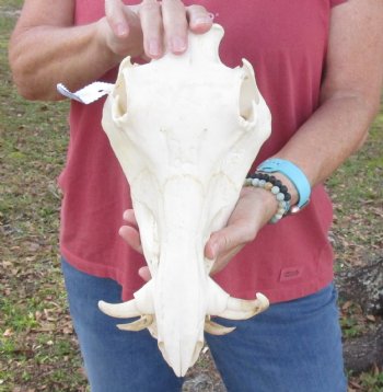 11-1/2 inches Small African Warthog Skull for Sale with 4 and 3-5/8 inches Tusks - You are buying this for $94.99