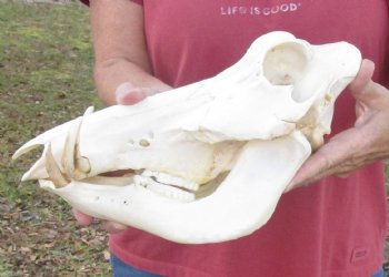 11-1/2 inches Small African Warthog Skull for Sale with 4 and 3-5/8 inches Tusks - You are buying this for $94.99
