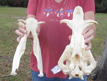11-1/2 inches Small African Warthog Skull for Sale with 4 and 3-5/8 inches Tusks - You are buying this for $94.99