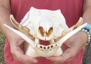 12 inches Small African Warthog Skull for Sale with 3-3/4 and 3-1/2 inches Tusks - You are buying this for $94.99