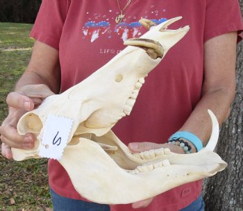 12 inches Small African Warthog Skull for Sale with 3-3/4 and 3-1/2 inches Tusks - You are buying this for $94.99