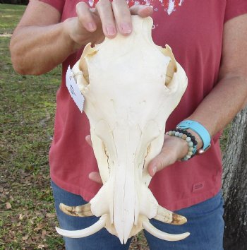 12 inches Small African Warthog Skull for Sale with 3-3/4 and 3-1/2 inches Tusks - You are buying this for $94.99