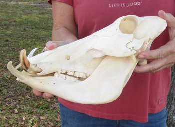 12 inches Small African Warthog Skull for Sale with 3-3/4 and 3-1/2 inches Tusks - You are buying this for $94.99