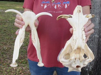 12 inches Small African Warthog Skull for Sale with 3-3/4 and 3-1/2 inches Tusks - You are buying this for $94.99