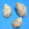 Bulk Natural Babylonia Spirata Shells for Hermit Crabs and Small Shells for Crafts with interesting patterns 1-1/2 to 2 inches long - Pack of 1 Gallon (4.60 lbs)  $12.60 a gallon; 3 Gallons @ $10.10 a gallon