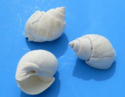 White Babylonia Spirata Shells 1 to 1-3/4 inches - 2.2 pounds @ $6.50 a bag; 4 Bags @ $5.60 a bag