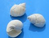 White Babylonia Spirata Shells in Bulk, White Seashells for Crafts 1 to 1-3/4 inches - 1 Bag of 1 kilo (2.2 pounds) @ $8.00 a bag; 4 Bags (2.2 pounds each) @ $6.40 a bag