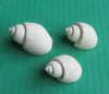 1 to 1-1/4 inches Bulk White Babylonia Spirata Shells - Case of 20 kilos @ $4.50 a kilo; 