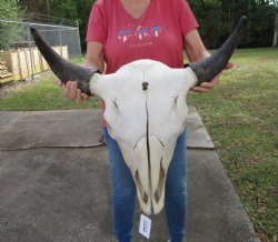 Bison Skull, American Buffalo Skull, 24 inches wide  - Buy this one for $144.99 <font color=red> CANNOT BE SHIPPED PRIORITY MAIL </font>
