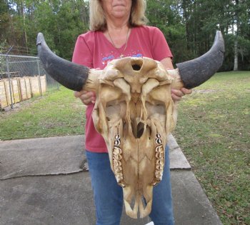 Bison Skull, American Buffalo Skull, 24 inches wide  - Buy this one for $144.99 <font color=red> CANNOT BE SHIPPED PRIORITY MAIL </font>