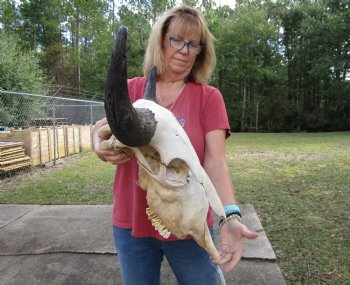 Bison Skull, American Buffalo Skull, 24 inches wide  - Buy this one for $144.99 <font color=red> CANNOT BE SHIPPED PRIORITY MAIL </font>