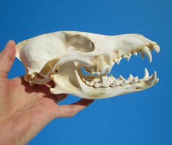 North American Coyote Skull, 7-1/2" by 3-5/8" - Buy this one for $44.99