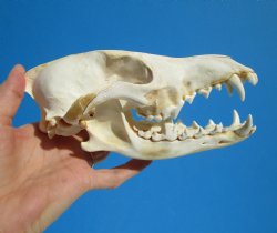North American Coyote Skull, 7-1/2" by 3-5/8" - Buy this one for $44.99