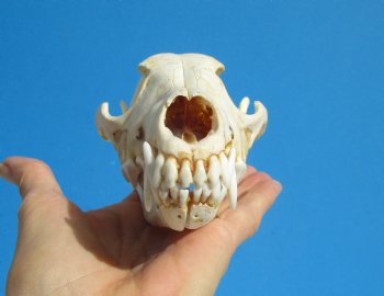 North American Coyote Skull, 7-1/2" by 3-5/8" - Buy this one for $44.99