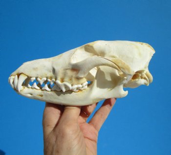 North American Coyote Skull, 7-1/2" by 3-5/8" - Buy this one for $44.99