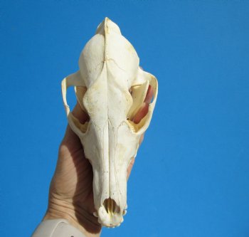 North American Coyote Skull, 7-1/2" by 3-5/8" - Buy this one for $44.99