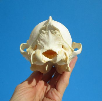 North American Coyote Skull, 7-1/2" by 3-5/8" - Buy this one for $44.99