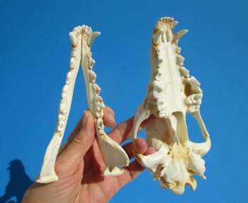 North American Coyote Skull, 7-1/2" by 3-5/8" - Buy this one for $44.99