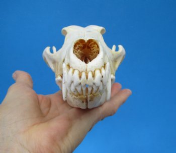 North American Coyote Skull, 7-3/4" by 3-7/8" - Buy this one for $44.99