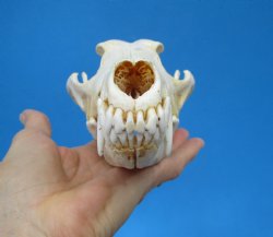North American Coyote Skull, 7-3/4" by 3-7/8" - Buy this one for $44.99