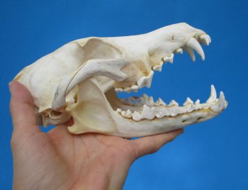 North American Coyote Skull, 7-3/4" by 3-7/8" - Buy this one for $44.99