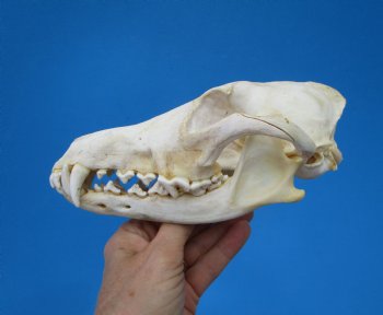 North American Coyote Skull, 7-3/4" by 3-7/8" - Buy this one for $44.99