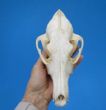 North American Coyote Skull, 7-3/4" by 3-7/8" - Buy this one for $44.99