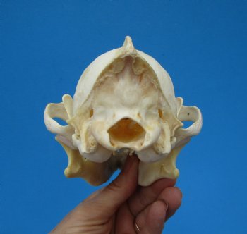 North American Coyote Skull, 7-3/4" by 3-7/8" - Buy this one for $44.99