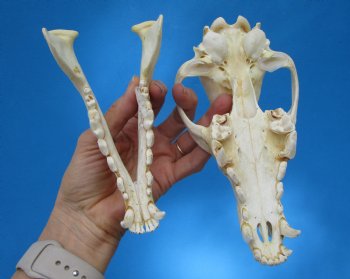 North American Coyote Skull, 7-3/4" by 3-7/8" - Buy this one for $44.99