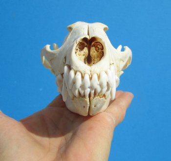 North American Coyote Skull, 7-3/4" by 3-3/4" - Buy this one for $44.99