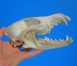 North American Coyote Skull, 7-3/4" by 3-3/4" - Buy this one for $44.99