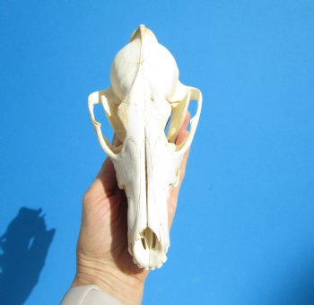 North American Coyote Skull, 7-3/4" by 3-3/4" - Buy this one for $44.99