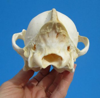 North American Coyote Skull, 7-3/4" by 3-3/4" - Buy this one for $44.99
