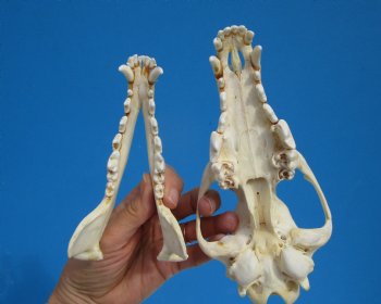 North American Coyote Skull, 7-3/4" by 3-3/4" - Buy this one for $44.99