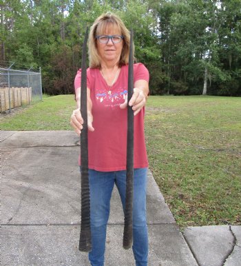 2 Large Gemsbok, Oryx Horns 34-1/4 and 34 inches for $33 each