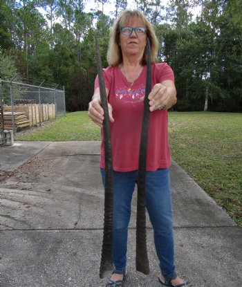 2 Large Gemsbok, Oryx Horns 33-3/4 and 33-1/4 inches for $33 each