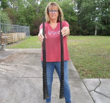 2 Large Gemsbok, Oryx Horns 34-3/4 and 35-1/4 inches for $33 each