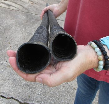 2 Large Gemsbok, Oryx Horns 34-3/4 and 35-1/4 inches for $33 each